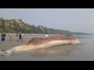 Giant whale found dead off the coast of Bangladesh