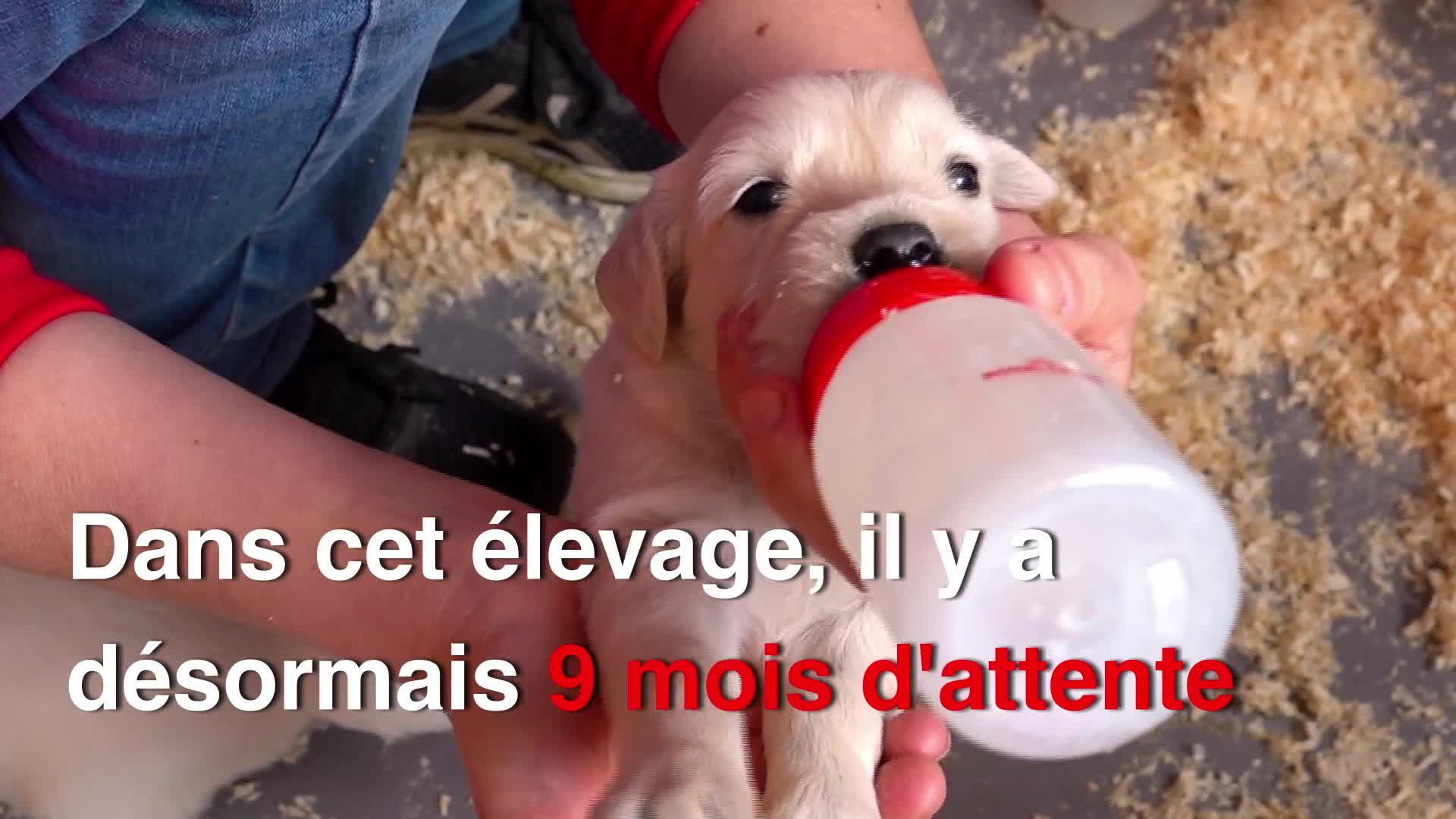 Les éleveurs de chiens sont dépassés par les demandes ! (Tébéo-TébéSud)