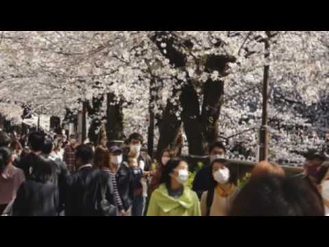 Japaneses flock to view cherry blossoms in full bloom as Tokyo reports new 472 cases of COVID19