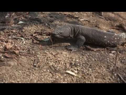 A poisonous lizard survives in the dry forest of Guatemala