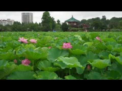 Lotus flowers bloom in Tokyo's Shinobazu Pond