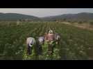 Tobacco crop harvested in Turkey