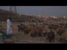Jordanians prepare sheep for sale for Eid al-Adha