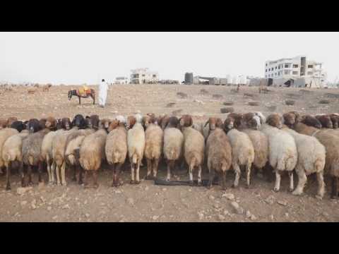 Jordanian Bedouins prepare to sell sheep for Eid Al-Adha