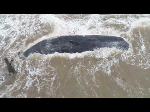 Sperm whale dies stranded on Argentine beach