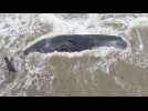Sperm whale dies stranded on Argentine beach