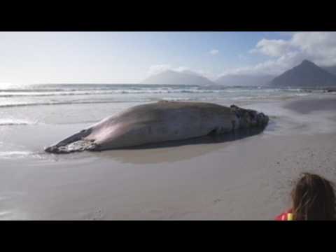 Beached whale in Cape Town