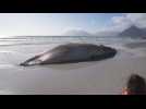 Beached whale in Cape Town