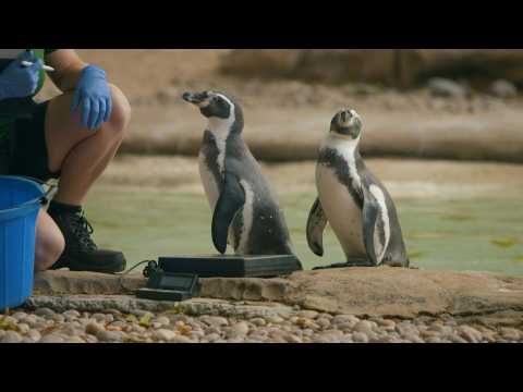 Annual weigh-in for London zoo's animals