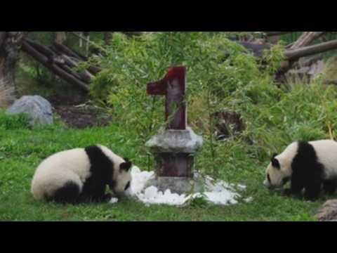 Berlin Zoo celebrates first birthday of pandas Pit and Paule