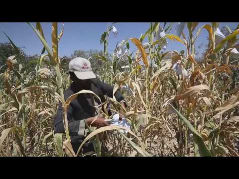 Yemeni farmers protect their maize fields from birds