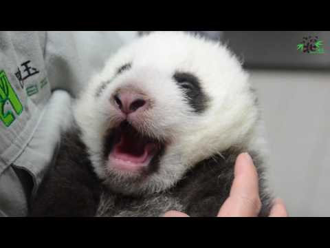 Taipei Zoo's baby panda opens eyes for first time