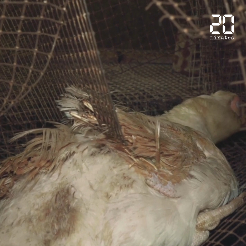 Pyrénées-Atlantiques : Dans sa dernière vidéo, L214 montre «l’horreur» dans un élevage de canards reproducteurs pour la filière foie gras