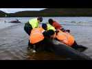 Rescuers try to save stranded whales in Macquarie Harbour