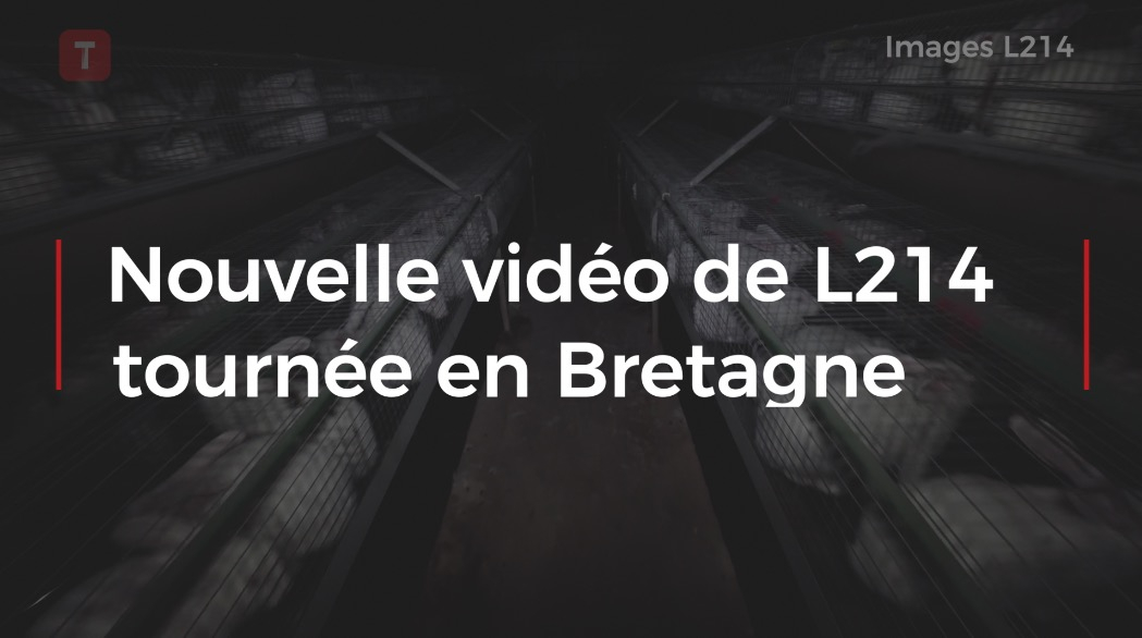 Nouvelle vidéo de L214 tournée en Bretagne (Le Télégramme)