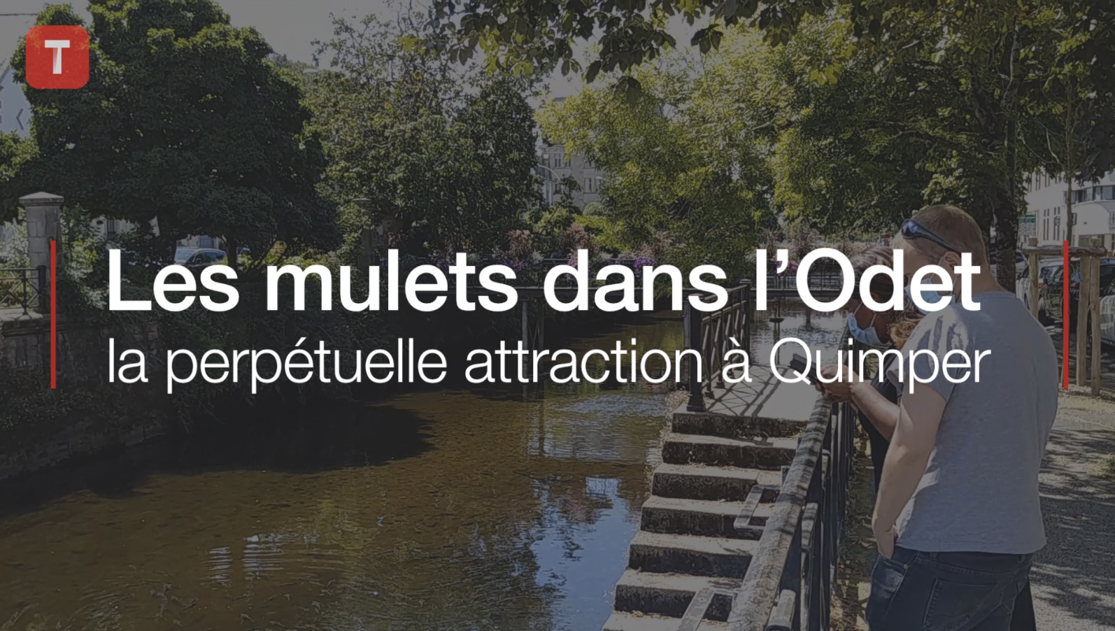 Les mulets dans l’Odet, la perpétuelle attraction à Quimper (Le Télégramme)