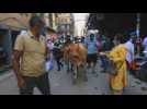 Kathmandu Valley celebrates festival of cows