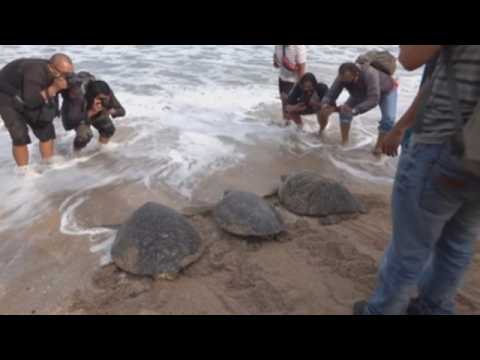 Illegal marine turtles released back to Bali sea