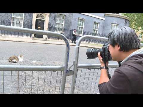 International Cat Day: the art of photographing Larry, the beloved Downing Street cat