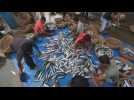 Indonesia's fisheries sector considered as one of the hardest hit by pandemic