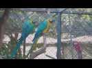 Lack of visitors helps animals in a Bolivian zoo