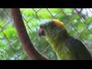 Parrots in Nicaragua trained to be released