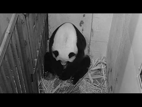 US National Zoo giant panda gives birth to a cub