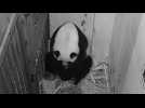 US National Zoo giant panda gives birth to a cub