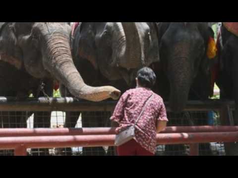 Elephant ride business in Thailand plummets due to pandemic