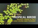 Tropical birdie: Wildlife thrives on Rio's olympic golf course amid pandemic