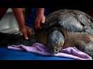 Green sea turtle returns home after almost nine months at conservation center in Guatemala