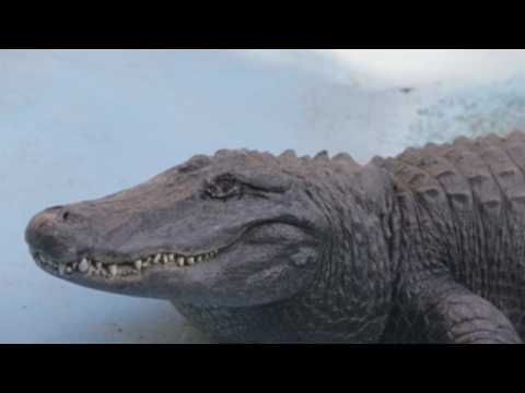 World’s oldest captive alligator lives in Belgrade Zoo