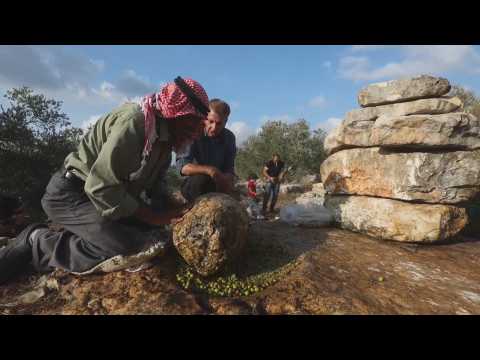 Palestinian farmers make olive oil with the traditional Al-Badd technique
