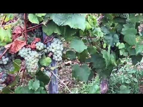 "Faire des viticulteurs des sentinelles pour reconnaître la maladie"