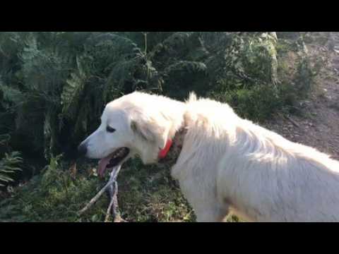 Deux systèmes d’alerte et de suivi de la présence du loup