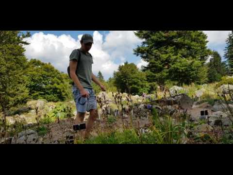 Les plantes montagnardes du Jardin alpin du Haut Chitelet (Hautes Vosges) souffrent de la chaleur et de la sécheresse