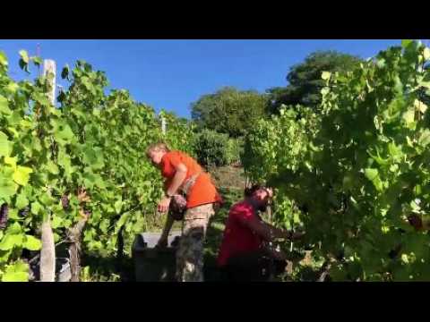 Steinbach : "Avec les températures de cet été, le vignoble est mûr"