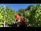 Steinbach : "Avec les températures de cet été, le vignoble est mûr"
