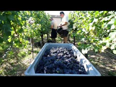 Les vendanges ont débuté officiellement aujourd’hui dans les parcelles les plus précoces