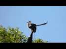 Toilette matinale pour une cigogne à Mirecourt