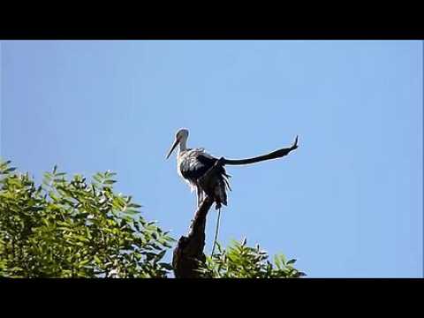 Toilette matinale d'une cigogne à Mirecourt