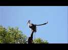 Toilette matinale d'une cigogne à Mirecourt
