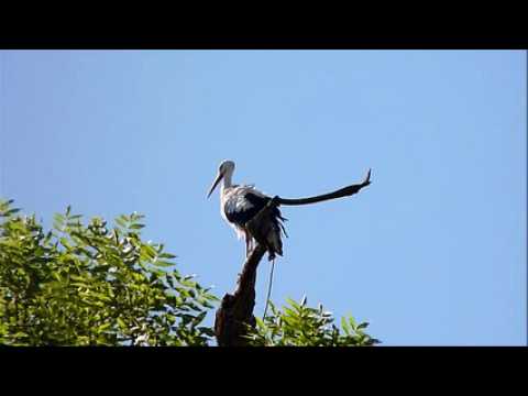 Toilette matinale d'une cigogne à Mirecourt