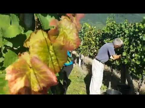 Le début des vendanges à Scherwiller