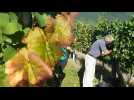 Le d&eacute;but des vendanges &agrave; Scherwiller - Label : Les Dernières Nouvelles d'Alsace - Category : News