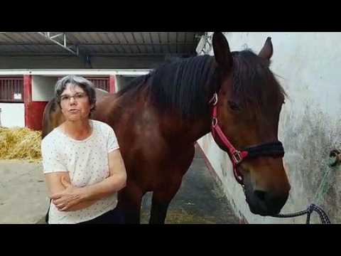 Rencontre avec Fanny Chattel, partie sur les routes de France en attelage avec Texas son bel ardennais
