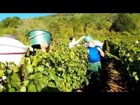 Besançon: les vendanges  aux vignes municipales de Port Douvot à Velotte