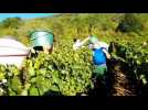 Besançon: les vendanges  aux vignes municipales de Port Douvot à Velotte