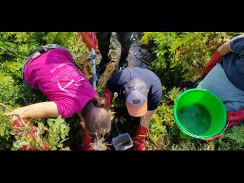 Sécheresse et travaux du lac de Kruth-Wildenstein  : pêche de sauvegarde dans la vallée de la Thur