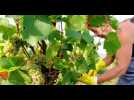 Vendanges à Châtenois